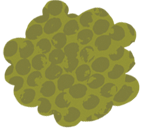 Spotty bush Rachael Grainger Design and illustration, licensing, selling & creating colourful, uplifting artwork for all areas of surface design