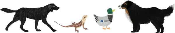Pet Illustrations